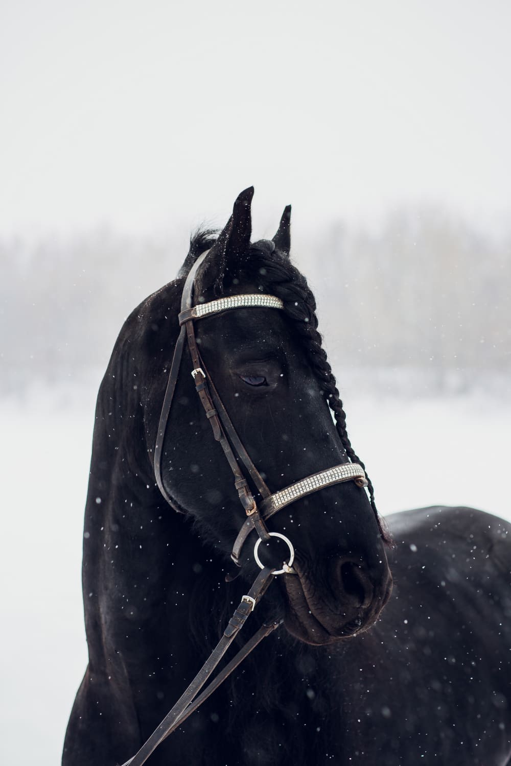  Голландский конь