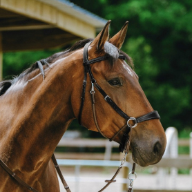 Безтрензельное оголовье Norton Pro